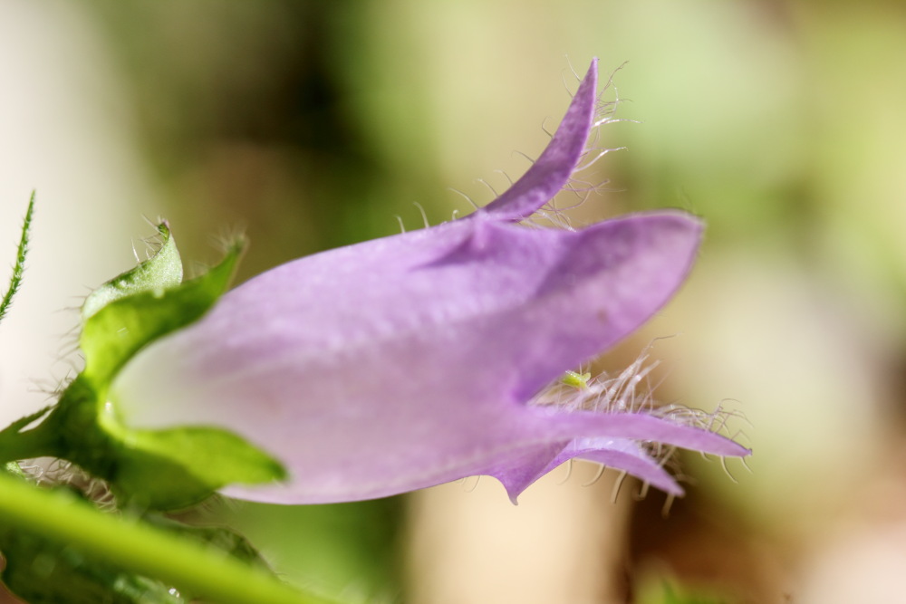 Lokation: Österreich | Kärnten | Strugarjach-Strugarje | Sapotnica Kategorien: Blüte, Datum: 09.07.2015