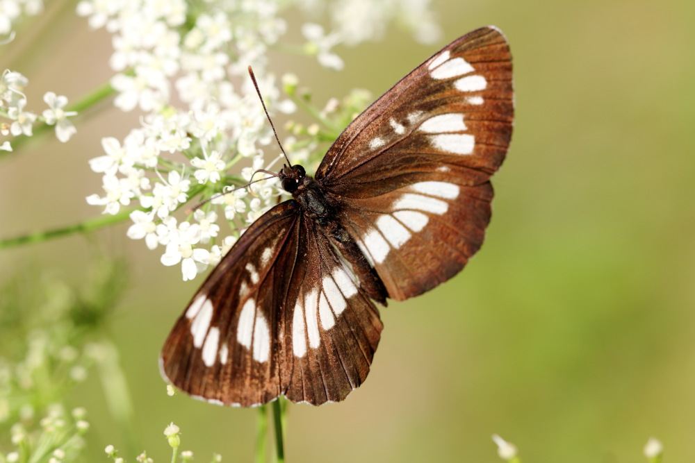 Lokation: Österreich | Kärnten | Strugarjach-Strugarje | Sapotnica Kategorien: Schmetterlinge, Datum: 09.07.2015