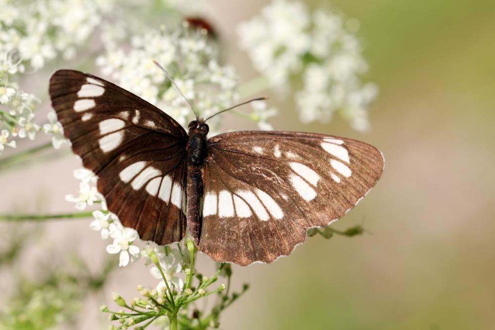 Lokation: Österreich | Kärnten | Strugarjach-Strugarje | Sapotnica Kategorien: Schmetterlinge, Datum: 09.07.2015