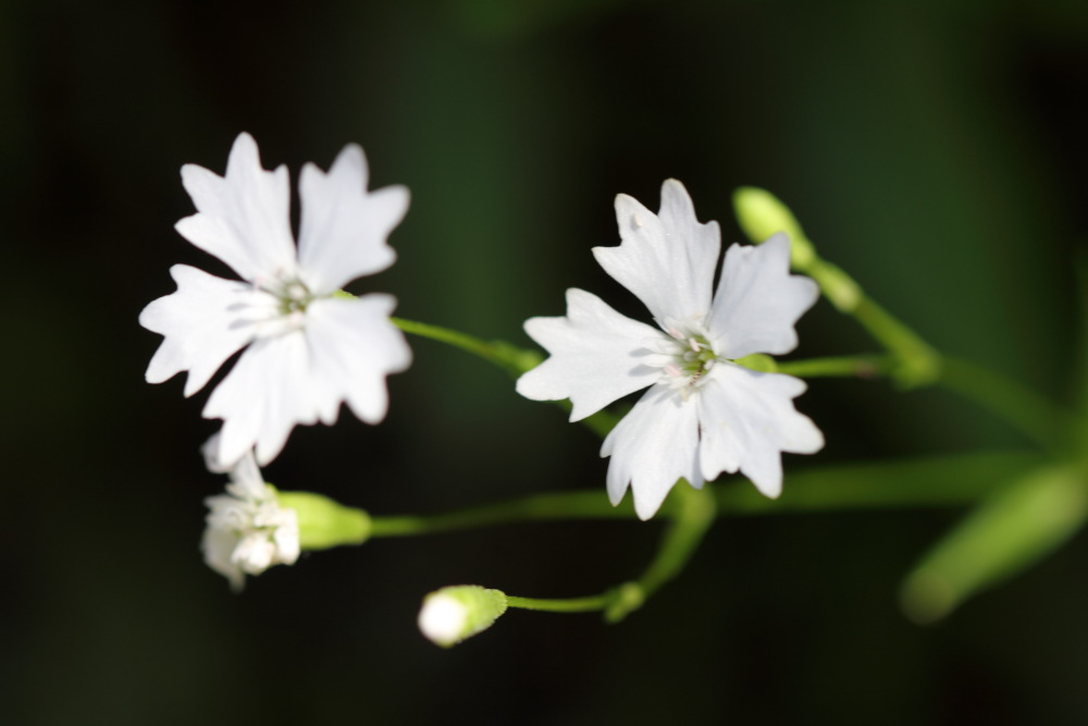 Silene hayekiana (Karst-Leimkraut), Lokation: Österreich | Kärnten | Strugarjach-Strugarje | Sapotnica Kategorien: Blüte, Familie: Caryophyllaceae (Nelkengewächse ), Datum: 09.07.2015