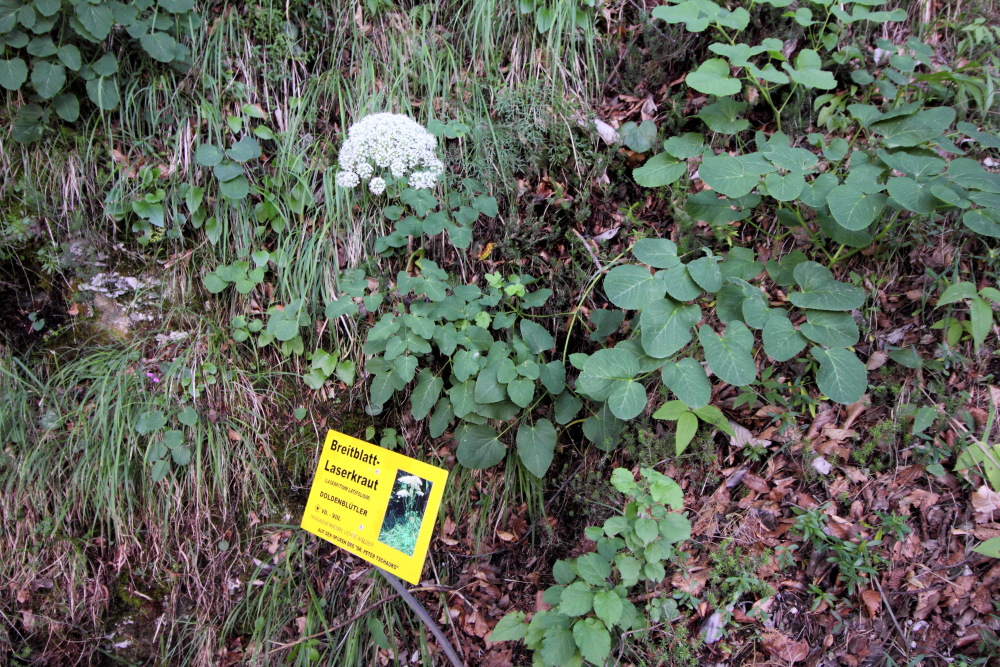 Laserpitium latifolium (Breitblatt-Laserkraut), Lokation: Österreich | Kärnten | Windisch Bleiberg-Slovenji Pla | Sapotnica Kategorien: Habitus, Familie: Apiaceae (Doldenblütler ), Datum: 09.07.2015
