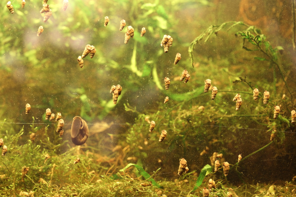 Lokation: Deutschland | Nordrhein-Westfalen | Bergisch Gladbach | Rodemich Kategorien: Schnecken, Datum: 03.01.2016