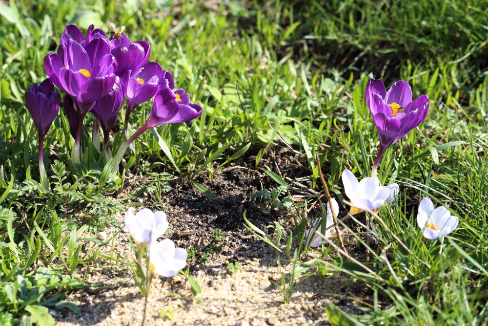 Lokation: Deutschland | Nordrhein-Westfalen | Bergisch Gladbach | Rodemich Kategorien: Habitus, Datum: 27.02.2016