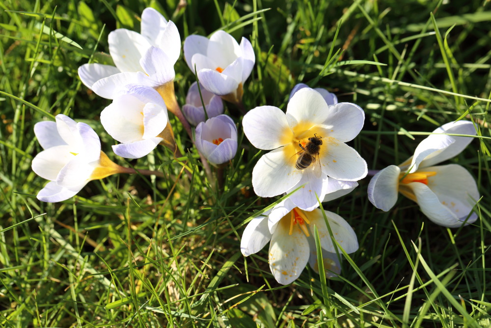 Lokation: Deutschland | Nordrhein-Westfalen | Bergisch Gladbach | Rodemich Kategorien: Blüte, Bienen, Datum: 27.02.2016
