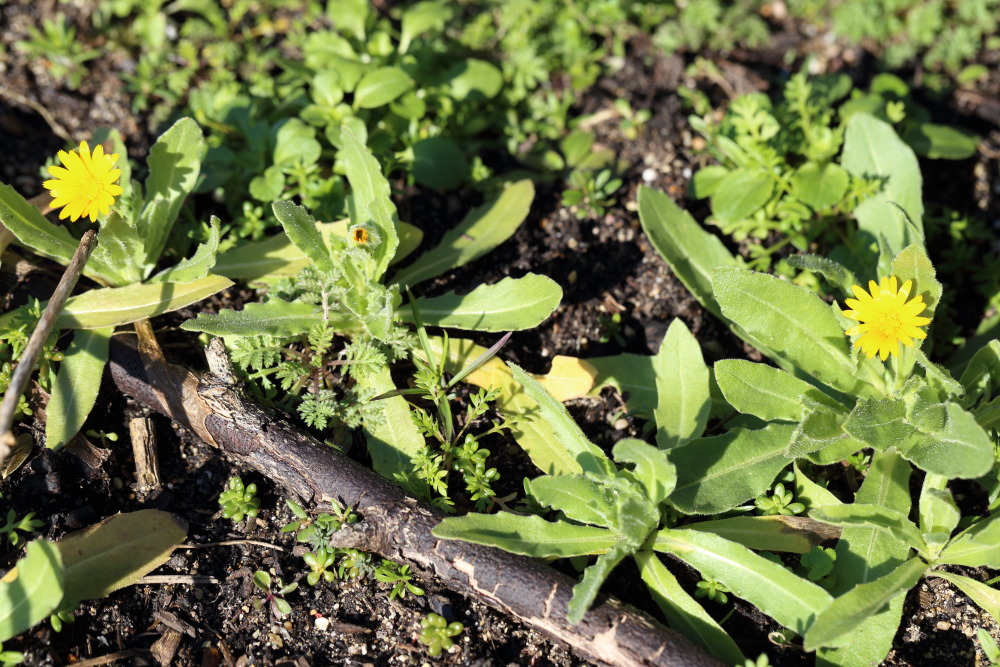 Lokation: Deutschland | Nordrhein-Westfalen | Bergisch Gladbach | Rodemich Kategorien: Habitus, Keimlinge, Datum: 27.02.2016