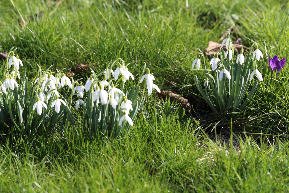 Lokation: Deutschland | Nordrhein-Westfalen | Bergisch Gladbach | Rodemich Kategorien: Habitus, Datum: 27.02.2016