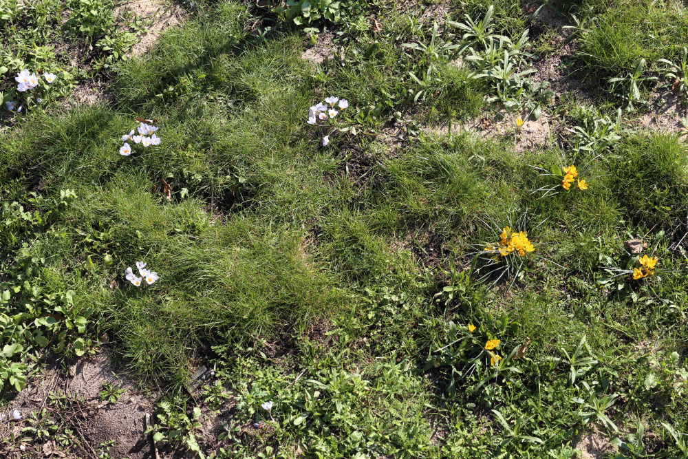 Lokation: Deutschland | Nordrhein-Westfalen | Bergisch Gladbach | Rodemich Kategorien: Naturgarten, Datum: 27.02.2016