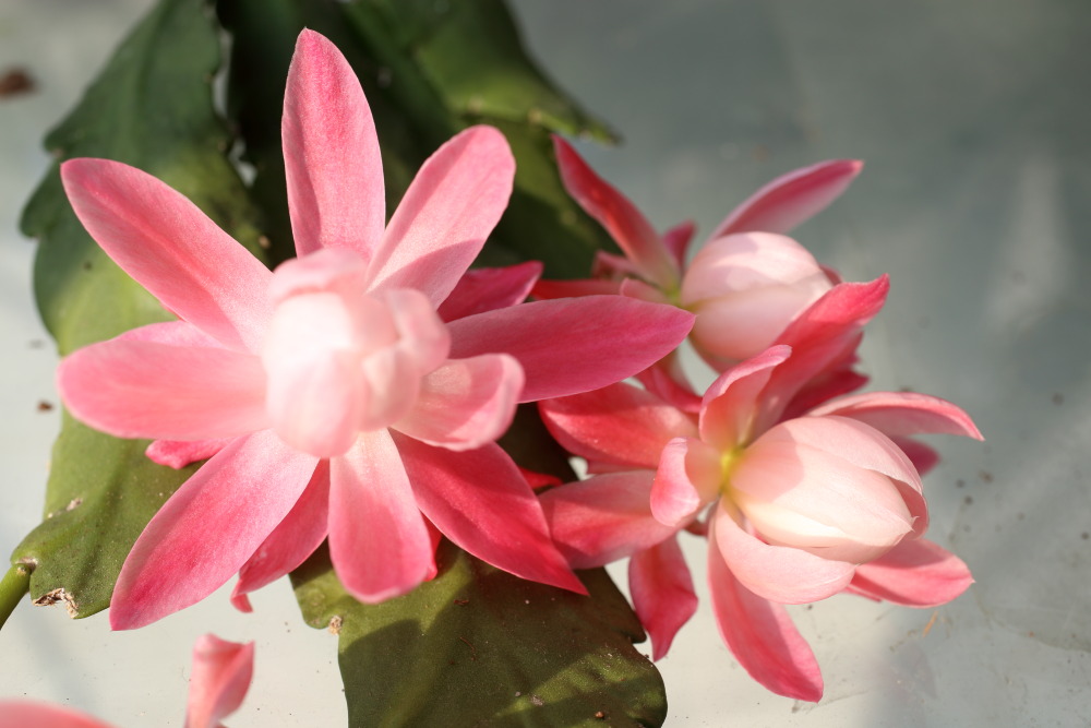 Lokation: Deutschland | Nordrhein-Westfalen | Bergisch Gladbach | Rodemich Kategorien: Blüte, Zimmerpflanzen, Datum: 18.03.2016