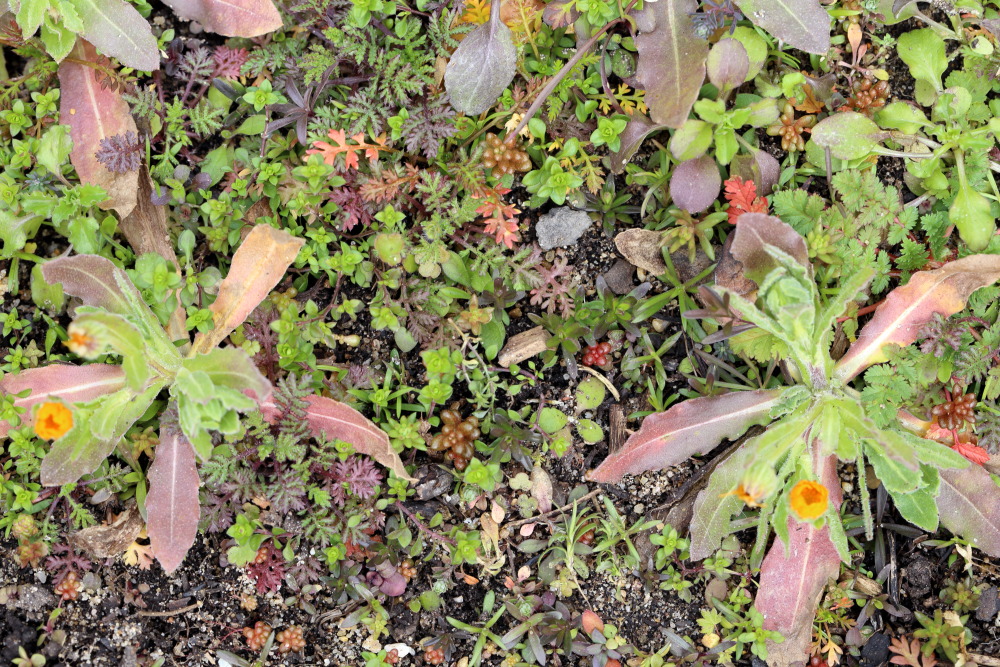 Lokation: Deutschland | Nordrhein-Westfalen | Bergisch Gladbach | Rodemich Kategorien: Keimlinge, Datum: 20.03.2016