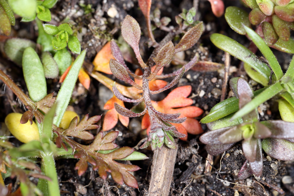 Lokation: Deutschland | Nordrhein-Westfalen | Bergisch Gladbach | Rodemich Kategorien: Keimlinge, Datum: 20.03.2016