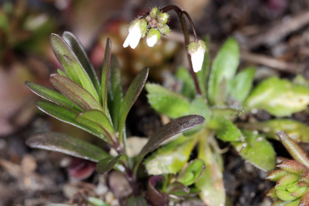 Lokation: Deutschland | Nordrhein-Westfalen | Bergisch Gladbach | Rodemich Kategorien: Keimlinge, Datum: 20.03.2016