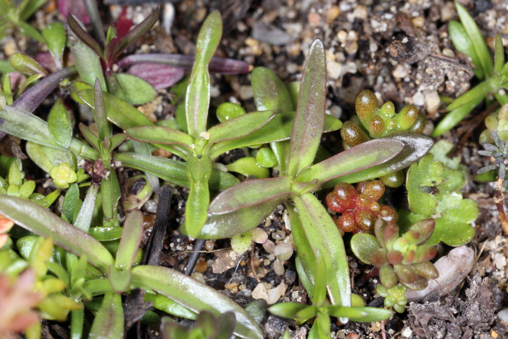 Lokation: Deutschland | Nordrhein-Westfalen | Bergisch Gladbach | Rodemich Kategorien: Keimlinge, Datum: 20.03.2016