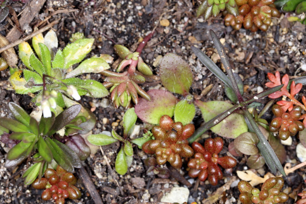 Lokation: Deutschland | Nordrhein-Westfalen | Bergisch Gladbach | Rodemich Kategorien: Keimlinge, Datum: 20.03.2016