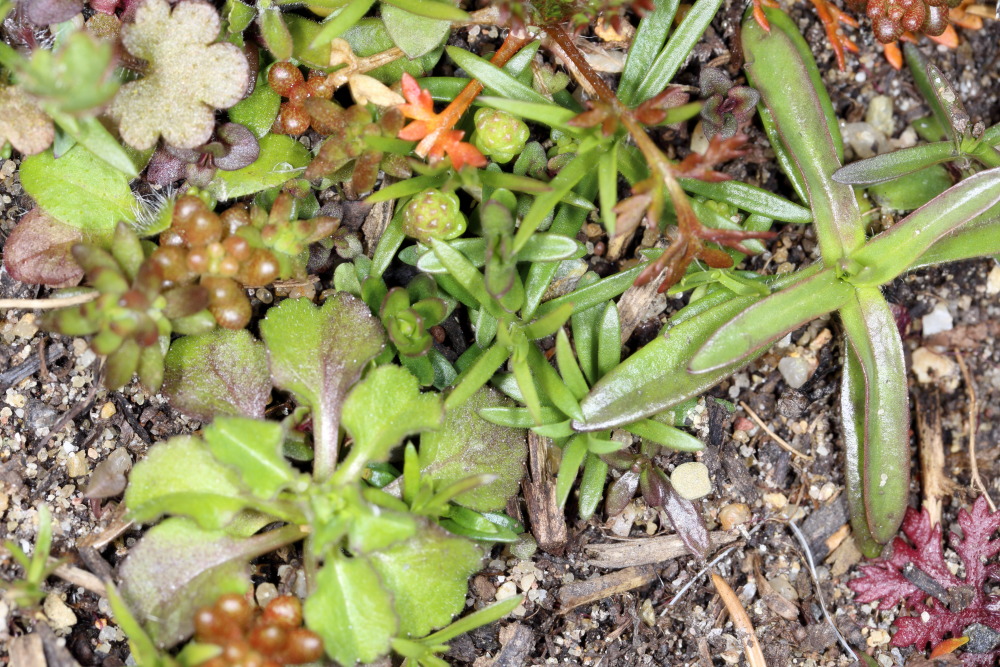 Lokation: Deutschland | Nordrhein-Westfalen | Bergisch Gladbach | Rodemich Kategorien: Keimlinge, Datum: 20.03.2016