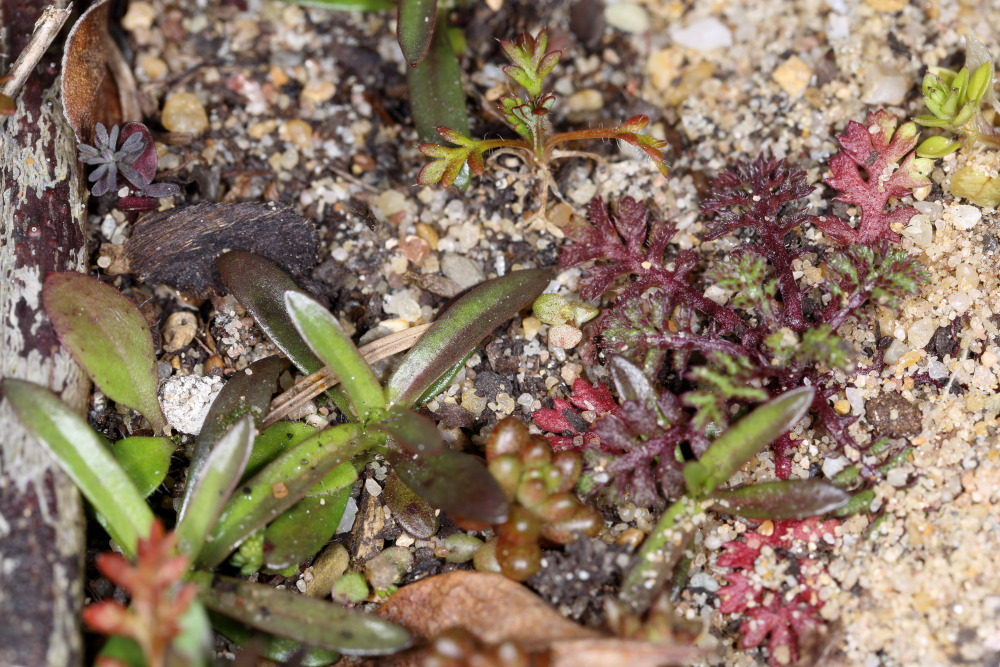 Lokation: Deutschland | Nordrhein-Westfalen | Bergisch Gladbach | Rodemich Kategorien: Keimlinge, Datum: 20.03.2016