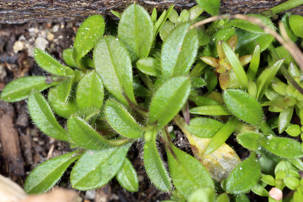 Lokation: Deutschland | Nordrhein-Westfalen | Bergisch Gladbach | Rodemich Kategorien: Keimlinge, Datum: 20.03.2016