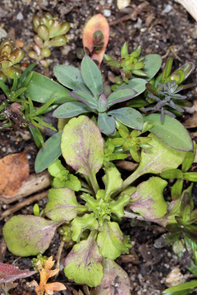 Lokation: Deutschland | Nordrhein-Westfalen | Bergisch Gladbach | Rodemich Kategorien: Keimlinge, Datum: 20.03.2016