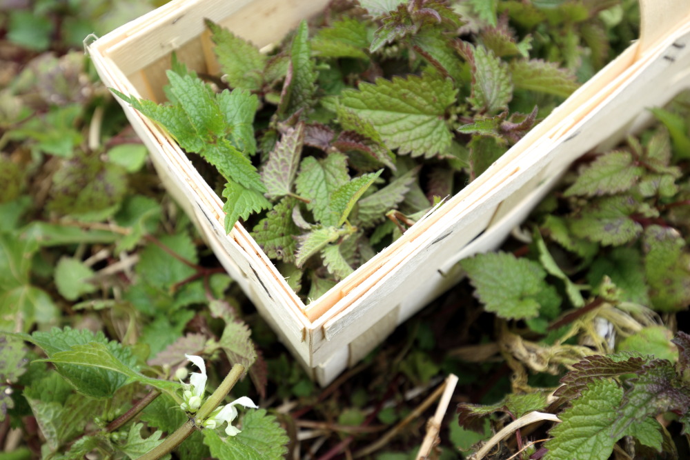 Lokation: Deutschland | Nordrhein-Westfalen | Bergisch Gladbach | Rodemich Kategorien: Permakultur, Wildkräuter, Datum: 20.03.2016