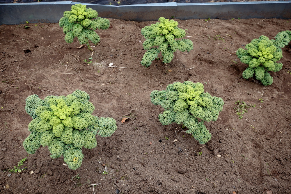 Lokation: Deutschland | Nordrhein-Westfalen | Bergisch Gladbach | Rodemich Kategorien: Permakultur, Datum: 20.03.2016