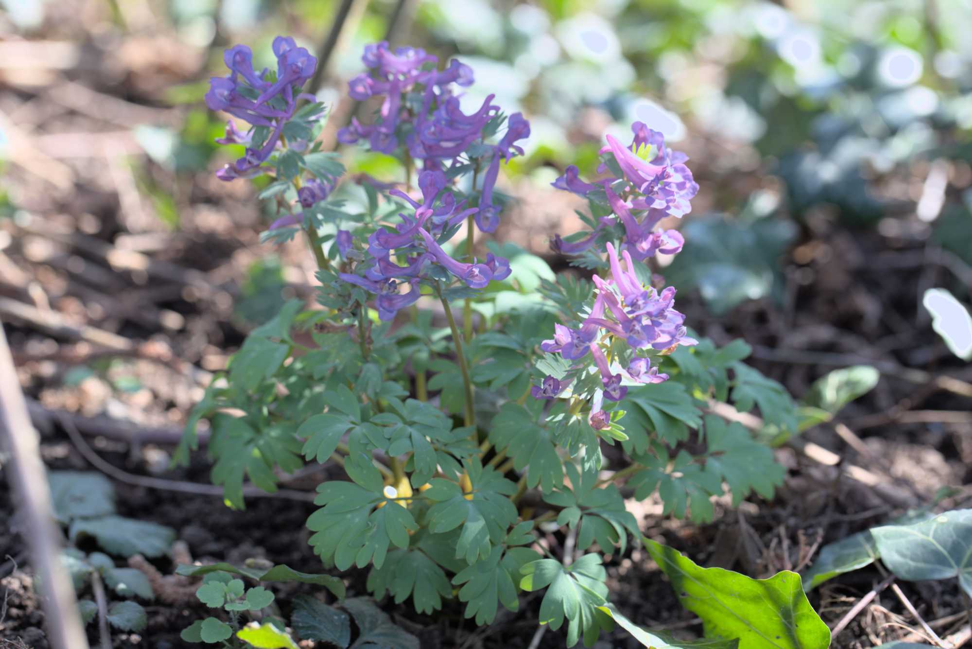Corydalis cava ssp. cava, Lokation: Deutschland | Nordrhein-Westfalen | Rheinisch-Bergischer Kreis | Bergisch Gladbach Kategorien: Habitus, Datum: 26.03.2016