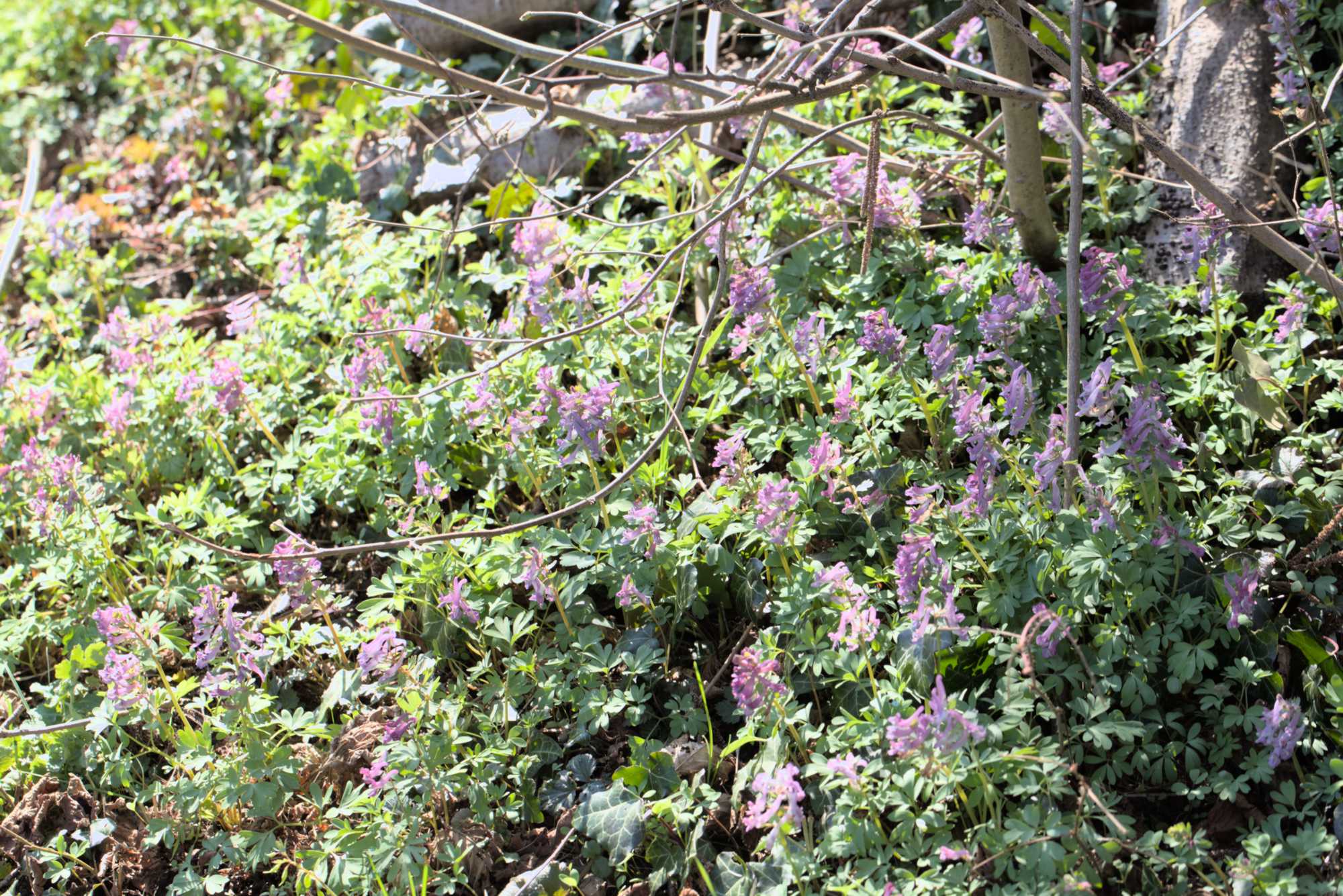 Corydalis cava ssp. cava, Lokation: Deutschland | Nordrhein-Westfalen | Rheinisch-Bergischer Kreis | Bergisch Gladbach Kategorien: Vegetation, Datum: 26.03.2016