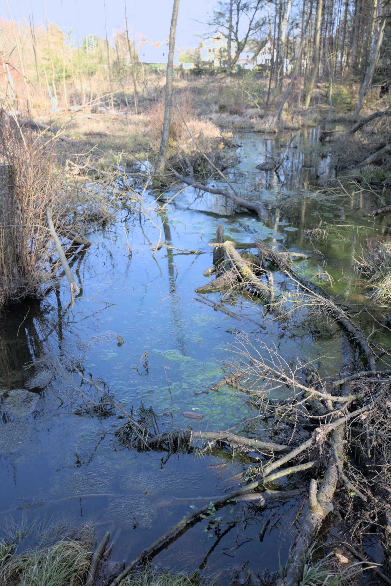 Lokation: Deutschland | Nordrhein-Westfalen | Rheinisch-Bergischer Kreis | Bergisch Gladbach Kategorien: Sumpf, Datum: 26.03.2016