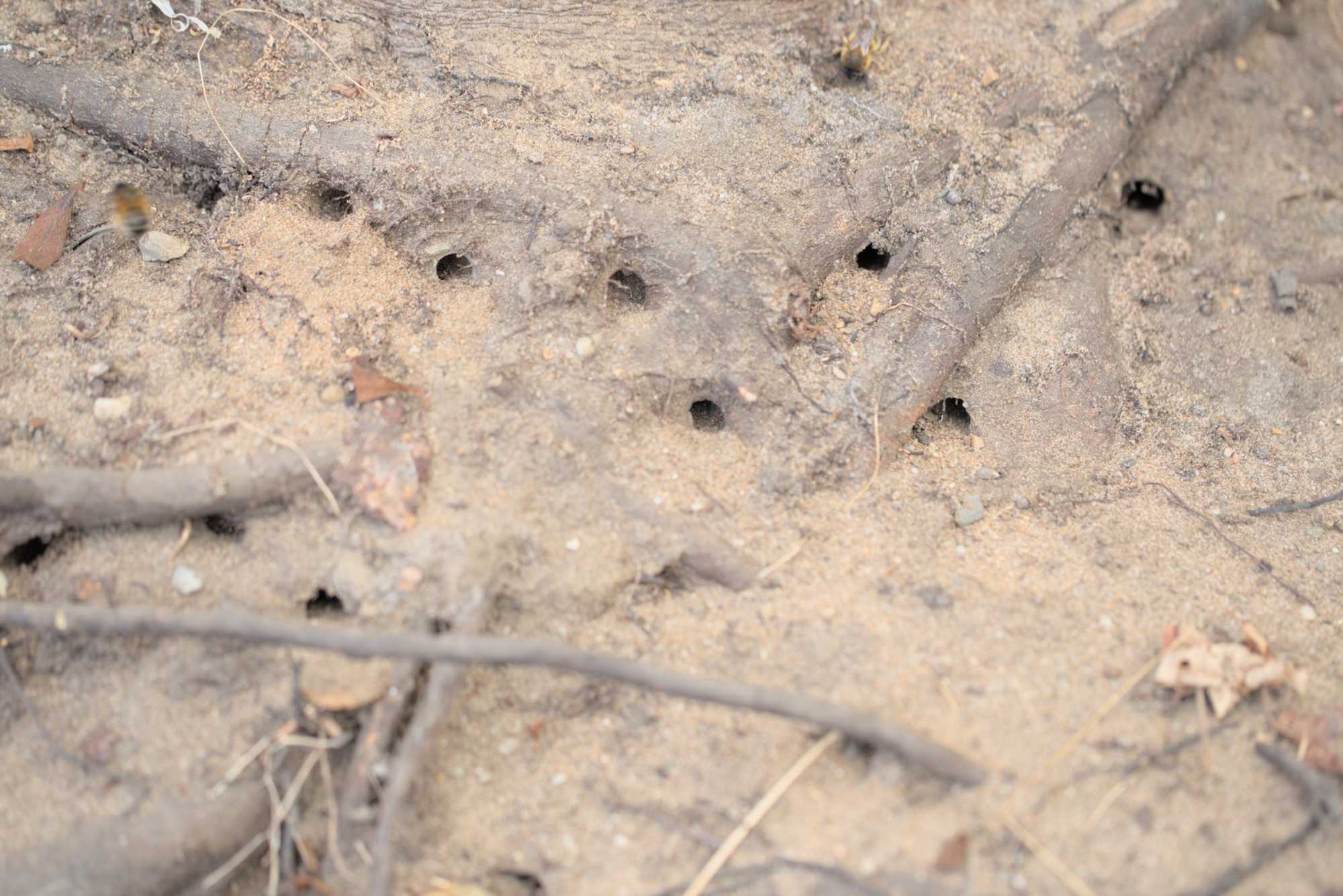 Frühlings-Pelzbiene (Anthophora plumipes), Lokation: Deutschland | Nordrhein-Westfalen | Rheinisch-Bergischer Kreis | Bergisch Gladbach Kategorien: Bienen, Familie: Apidae (Echte Bienen), Datum: 09.04.2016