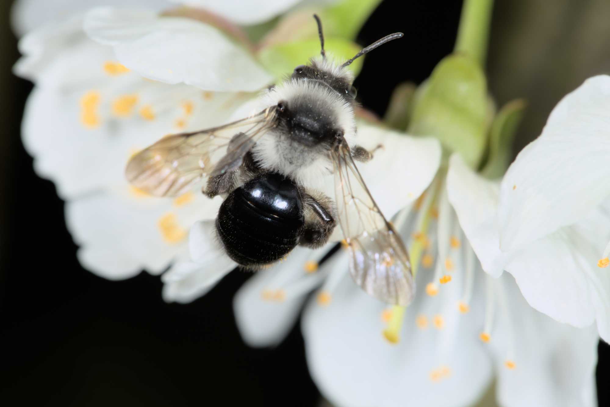 Grauschwarze Düstersandbiene (Andrena cineraria), Lokation: Deutschland | Nordrhein-Westfalen | Rheinisch-Bergischer Kreis | Bergisch Gladbach Kategorien: Bienen, Familie: Andrenidae (Sandbienen), Datum: 11.04.2016