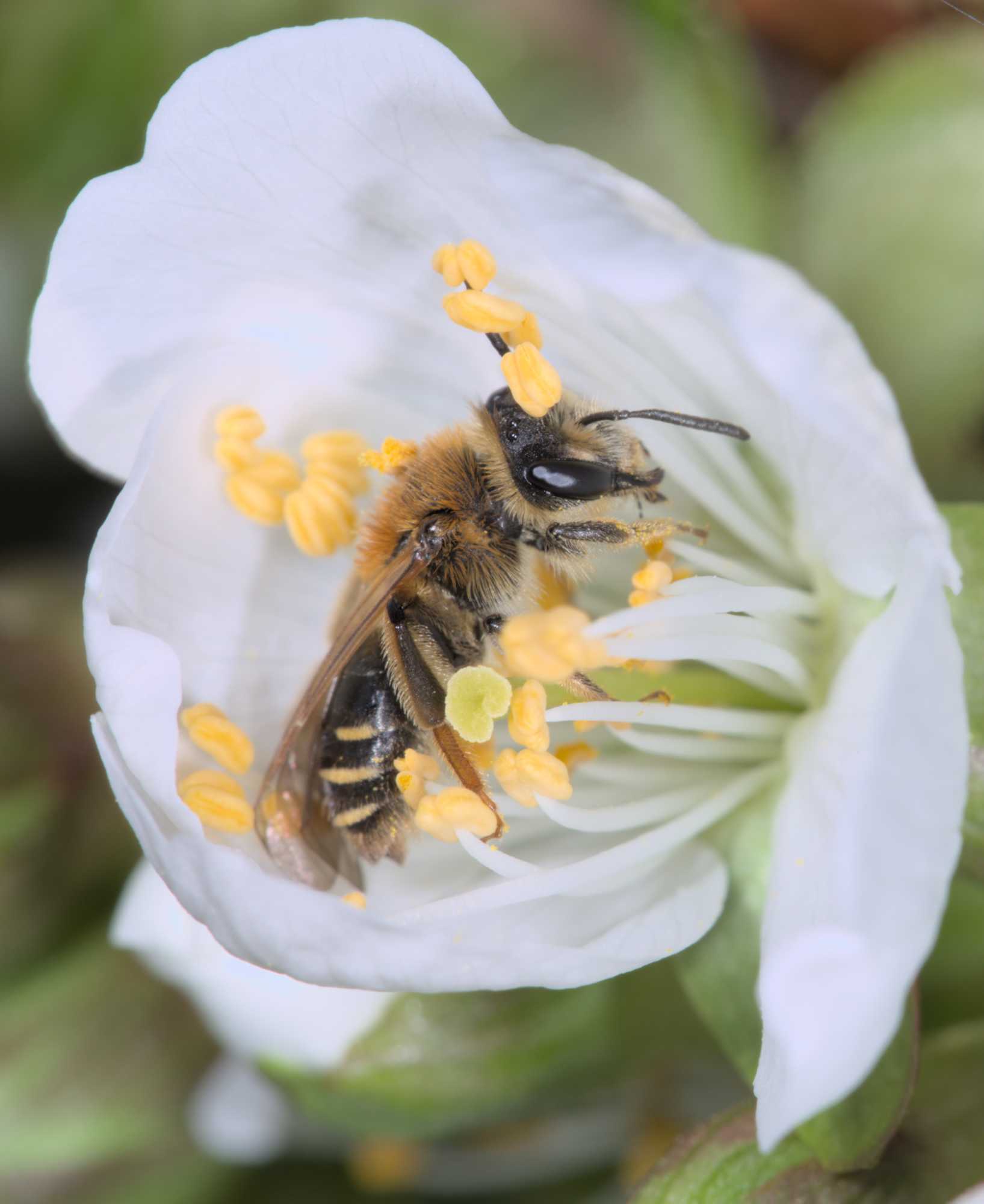 Rotbeinige Körbchensandbiene (Andrena dorsata), Lokation: Deutschland | Nordrhein-Westfalen | Rheinisch-Bergischer Kreis | Bergisch Gladbach Kategorien: Bienen, Familie: Andrenidae (Sandbienen), Datum: 11.04.2016