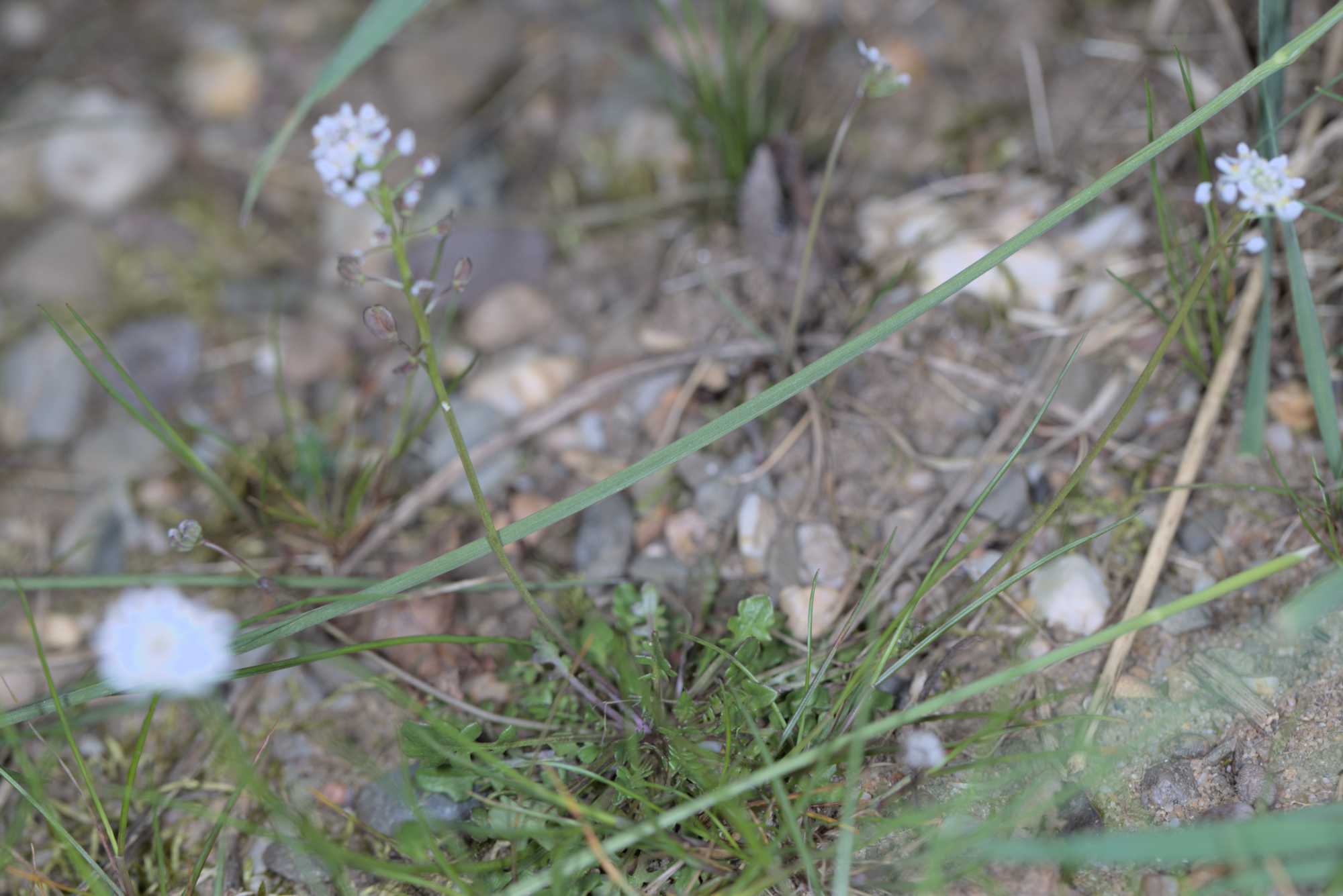 Lokation: Deutschland | Nordrhein-Westfalen | Köln | Mühlheim Kategorien: Habitus, Datum: 16.04.2016