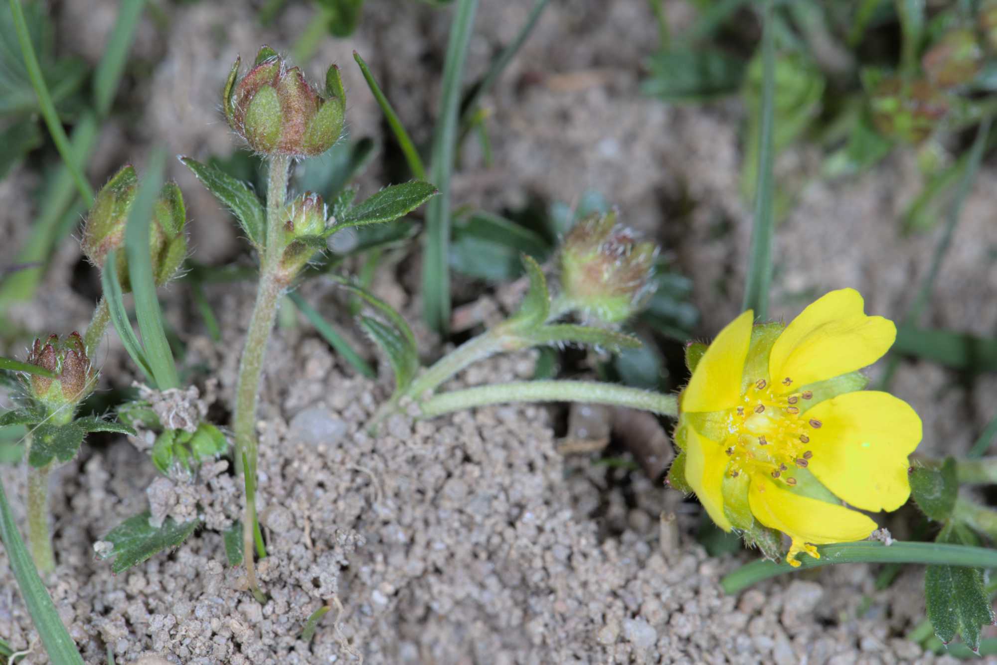 Frühlings-Fingerkraut (Potentilla verna), Lokation: Deutschland | Nordrhein-Westfalen | Köln | Mühlheim Kategorien: Habitus, Datum: 16.04.2016