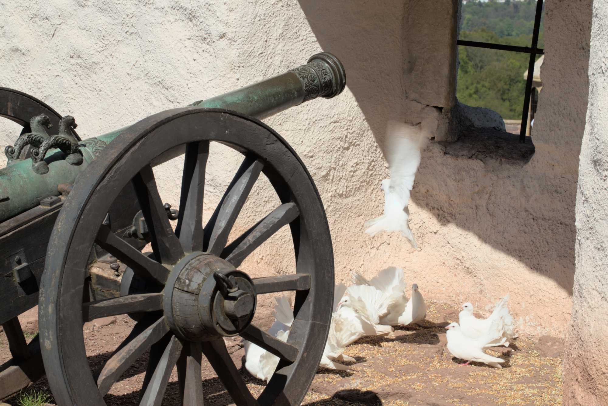 Lokation: Deutschland | Thüringen | Wartburgkreis | Eisenach Kategorien: Vögel, Burg, Datum: 07.05.2016