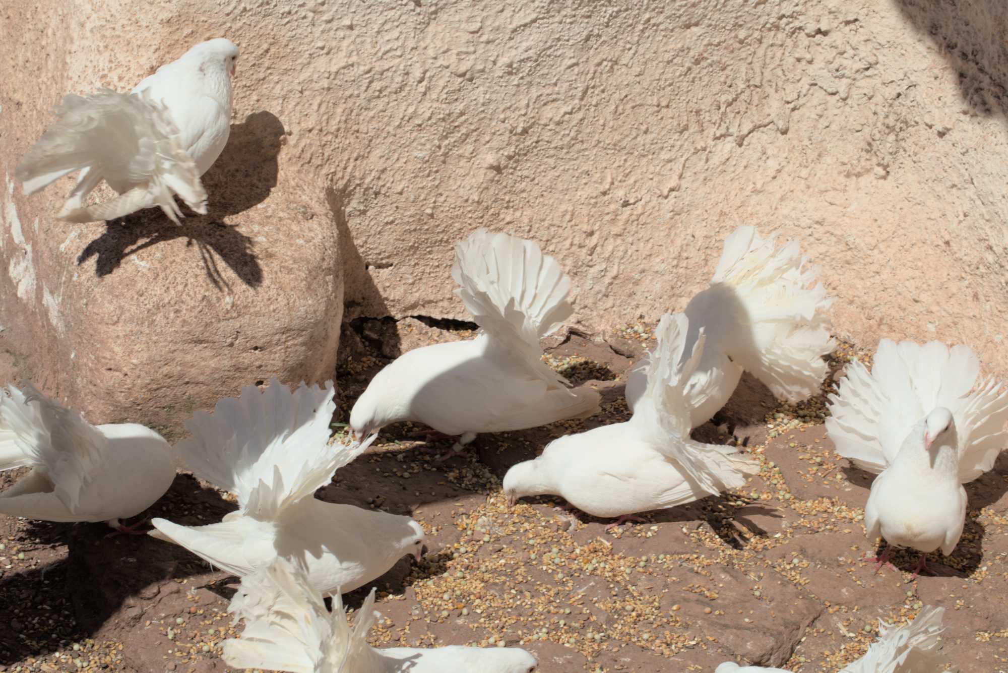Lokation: Deutschland | Thüringen | Wartburgkreis | Eisenach Kategorien: Vögel, Datum: 07.05.2016