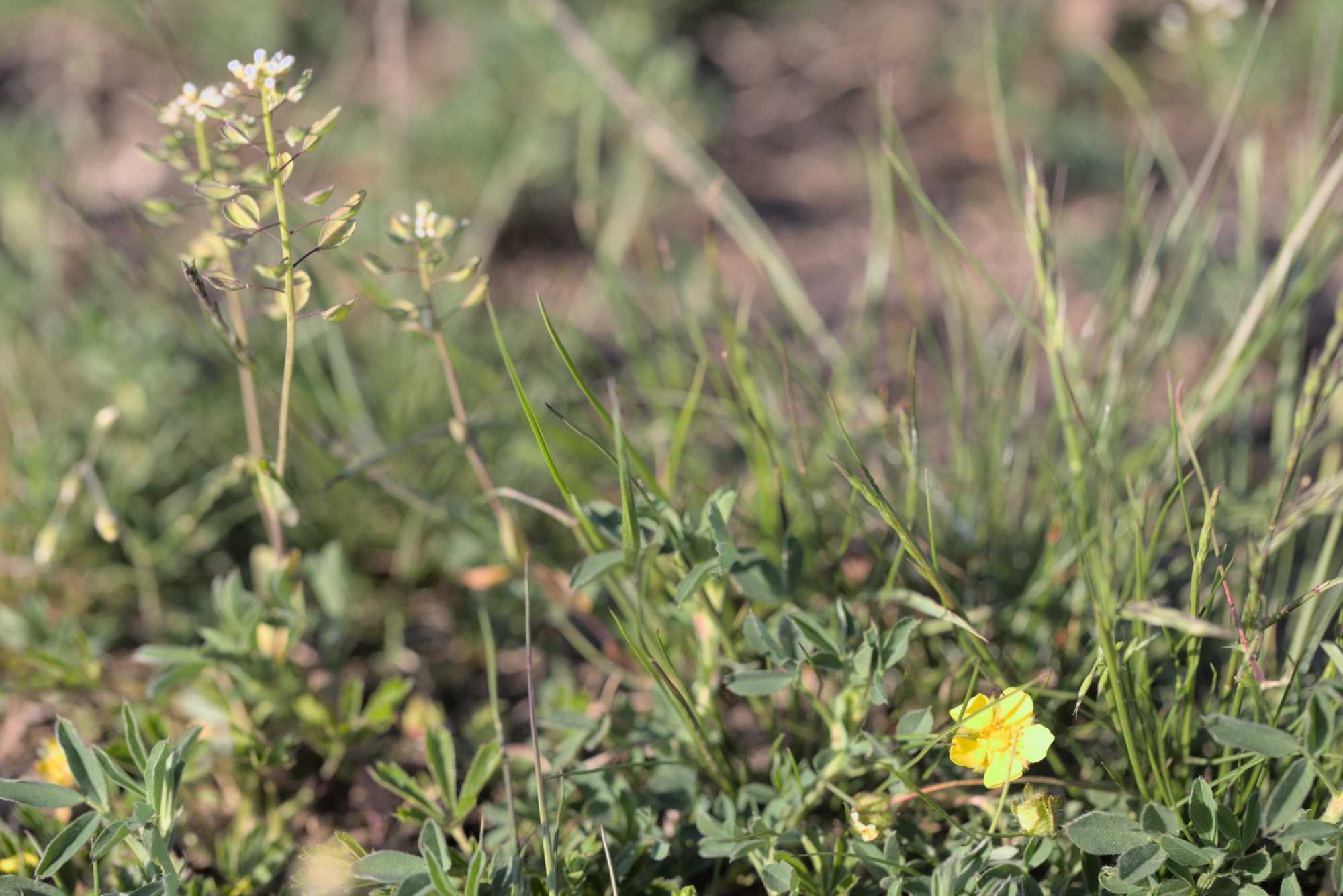 Lokation: Deutschland | Thüringen | Ilm-Kreis | Amt Wachsenburg Kategorien: Vegetation, Datum: 07.05.2016