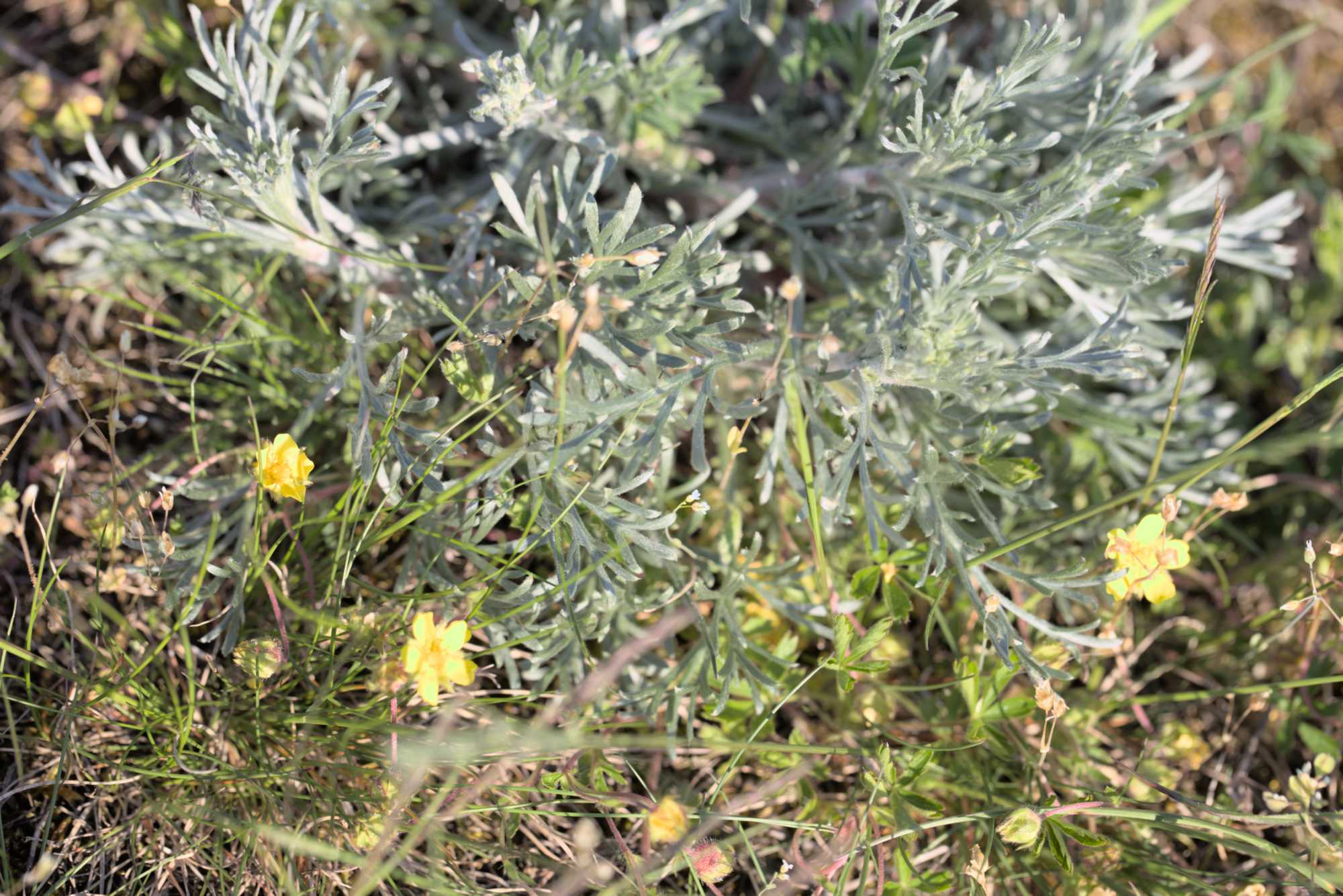Lokation: Deutschland | Thüringen | Ilm-Kreis | Amt Wachsenburg Kategorien: Vegetation, Datum: 07.05.2016