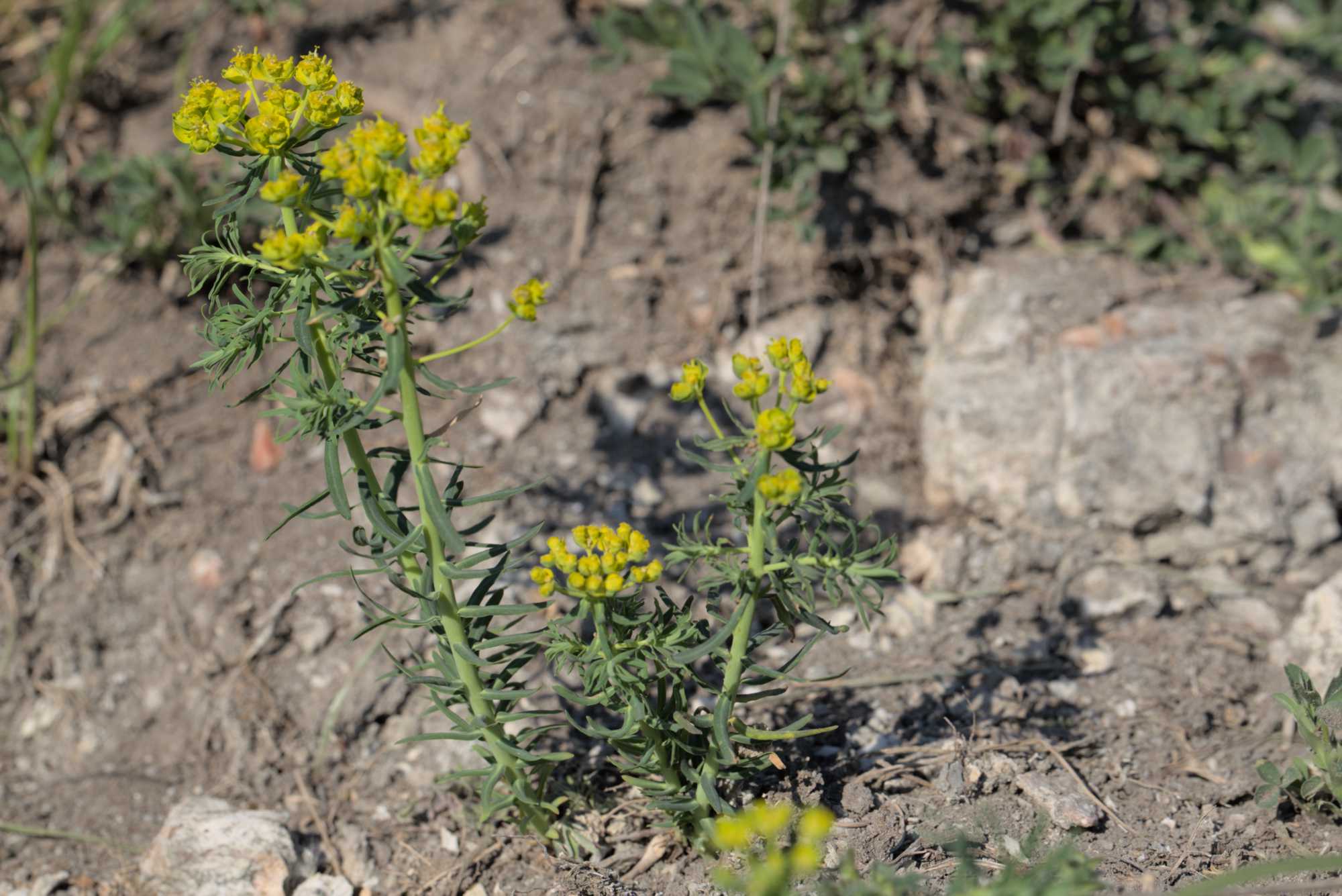 Lokation: Deutschland | Thüringen | Ilm-Kreis | Amt Wachsenburg Kategorien: Habitus, Datum: 07.05.2016