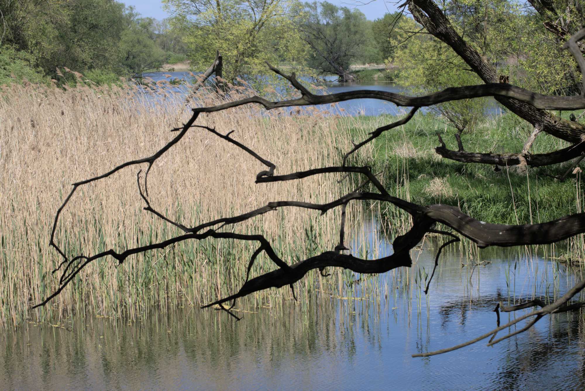 Lokation: Deutschland | Sachsen | Eilenburg-West | Jesewitz Kategorien: Altarm, Datum: 08.05.2016