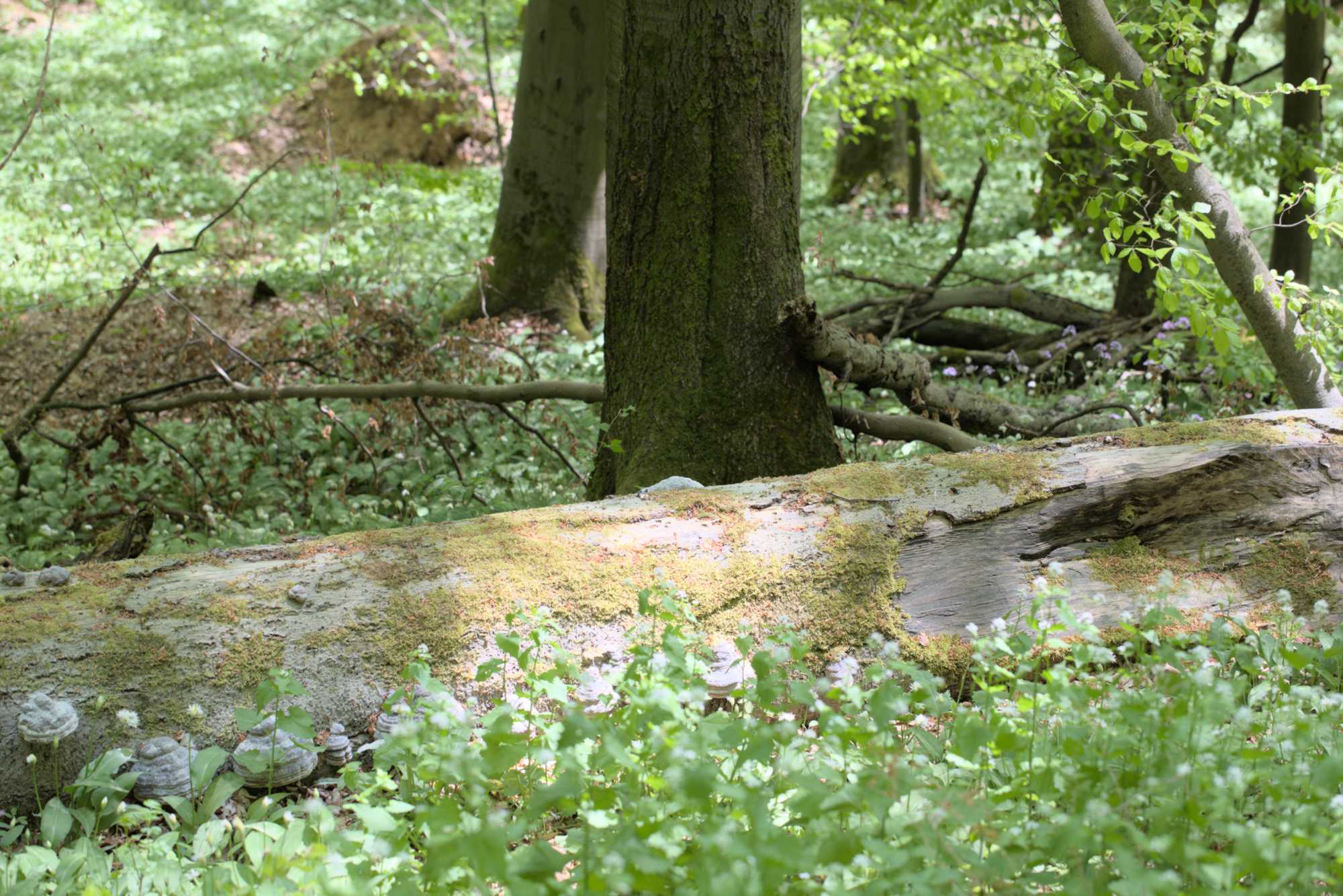Lokation: Deutschland | Thüringen | Unstrut-Hainich-Kreis | Unstrut-Hainich Kategorien: Wald, Datum: 09.05.2016