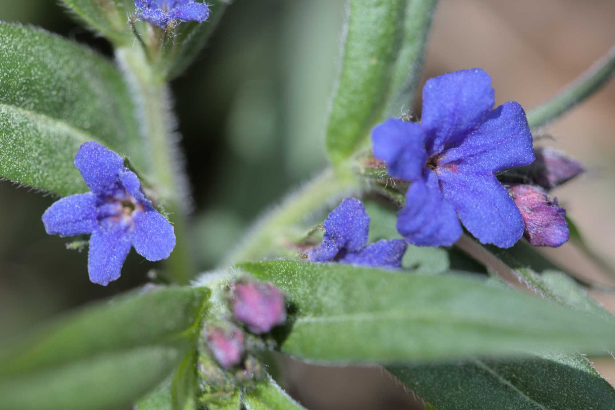 Blaurote Steinsame (Aegonychon purpurocaeruleum), Lokation: Deutschland | Thüringen | Unstrut-Hainich-Kreis | Unstrut-Hainich Kategorien: Habitus, Datum: 09.05.2016
