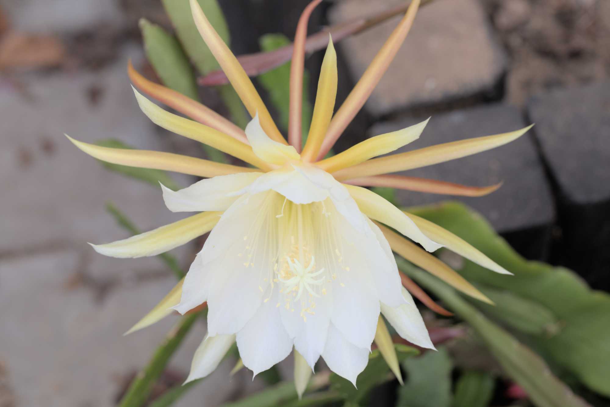 Lokation: Deutschland | Nordrhein-Westfalen | Rheinisch-Bergischer Kreis | Bergisch Gladbach Kategorien: Blüte, Datum: 29.05.2016