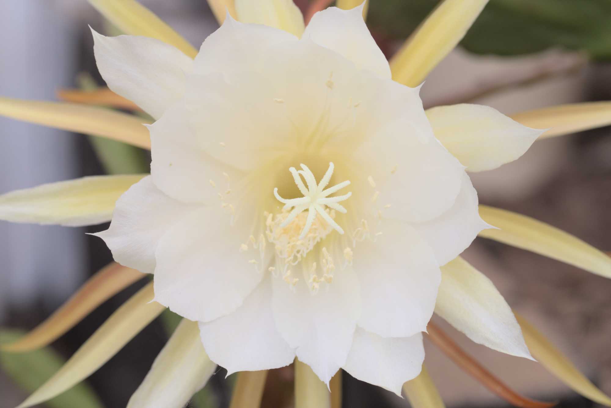 Lokation: Deutschland | Nordrhein-Westfalen | Rheinisch-Bergischer Kreis | Bergisch Gladbach Kategorien: Blüte, Datum: 29.05.2016