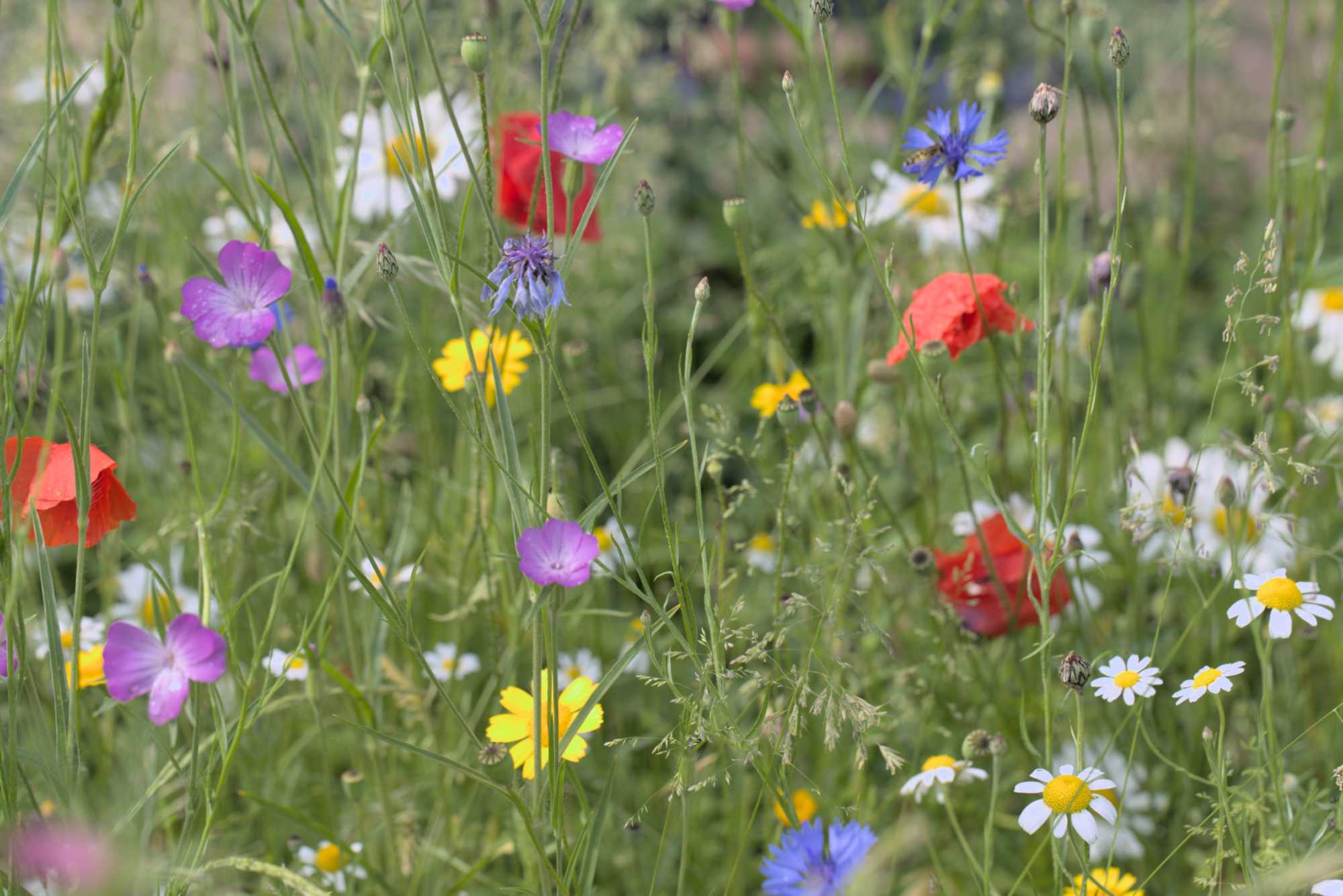Lokation: Deutschland | Nordrhein-Westfalen | Rheinisch-Bergischer Kreis | Bergisch Gladbach Kategorien: Naturgarten, Datum: 05.06.2016