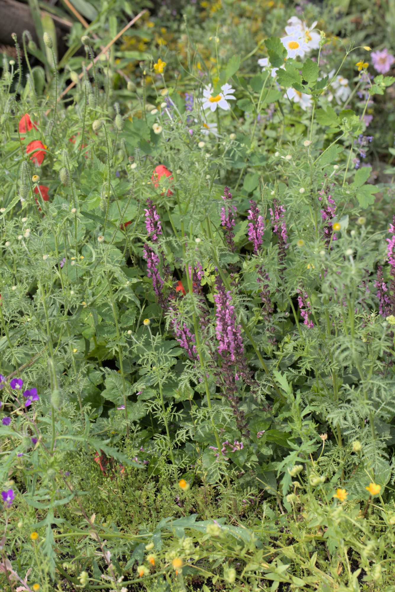 Lokation: Deutschland | Nordrhein-Westfalen | Rheinisch-Bergischer Kreis | Bergisch Gladbach Kategorien: Naturgarten, Datum: 05.06.2016