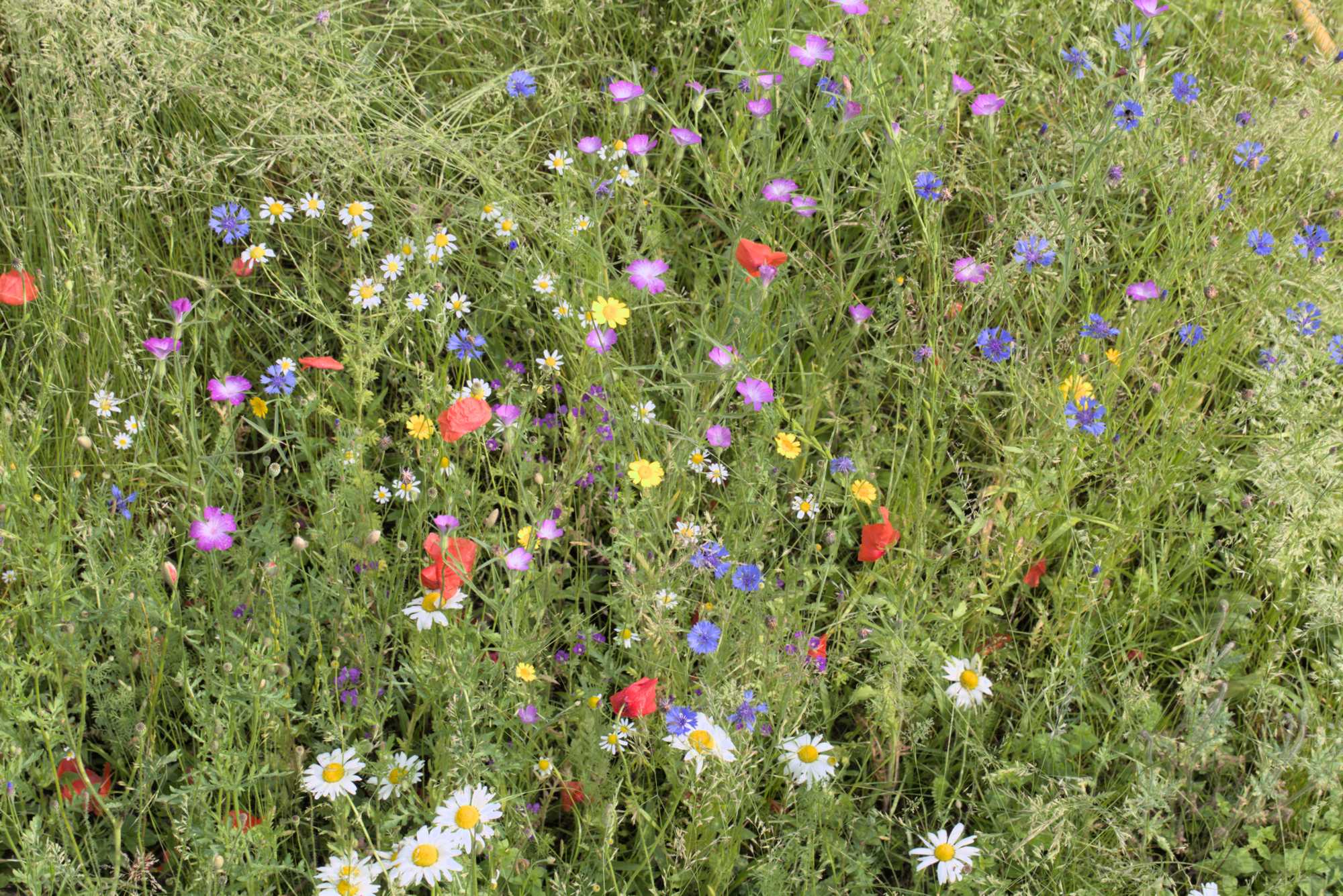 Lokation: Deutschland | Nordrhein-Westfalen | Rheinisch-Bergischer Kreis | Bergisch Gladbach Kategorien: Naturgarten, Datum: 05.06.2016