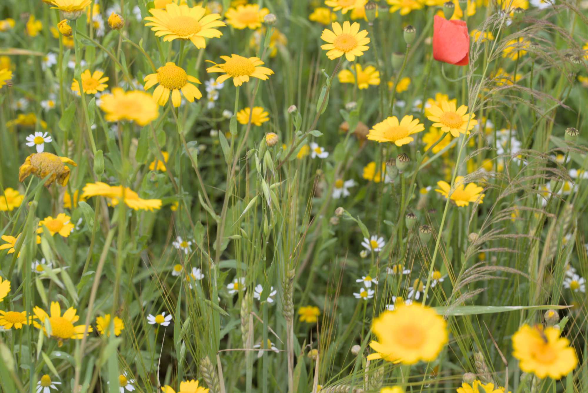 Lokation: Deutschland | Nordrhein-Westfalen | Heinsberg | Wassenberg Kategorien: Vegetation, Datum: 21.06.2016