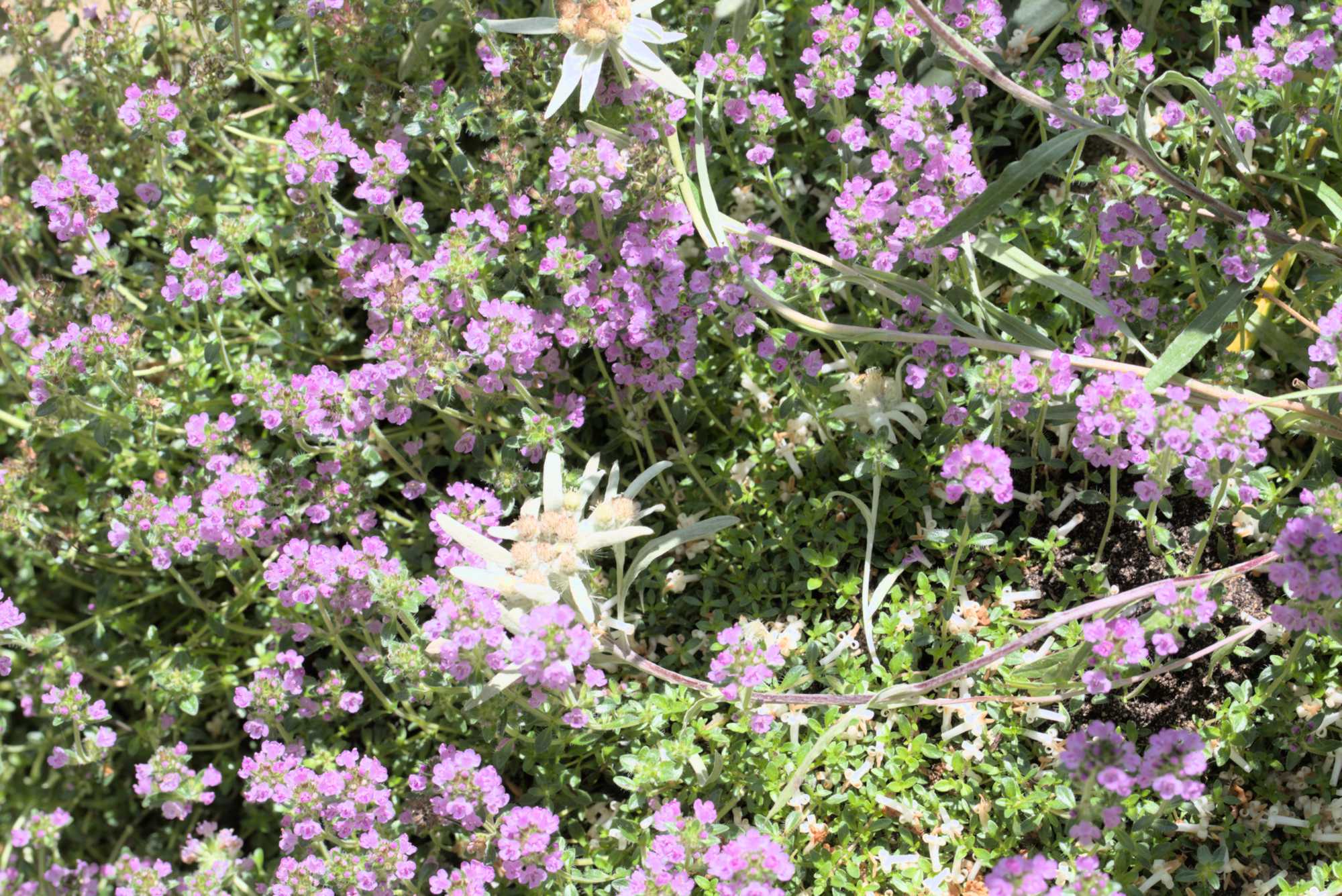 Lokation: Deutschland | Nordrhein-Westfalen | Rheinisch-Bergischer Kreis | Bergisch Gladbach Kategorien: Naturgarten, Datum: 26.06.2016