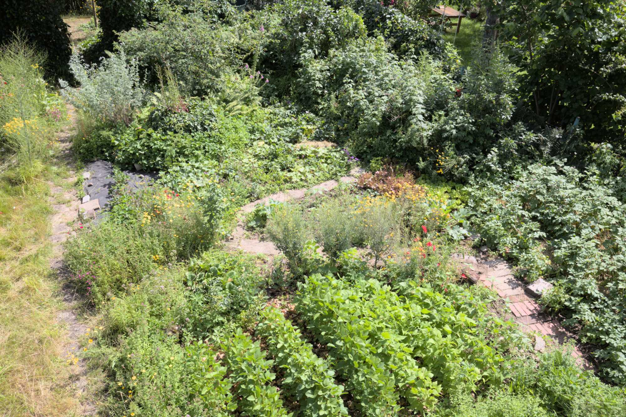 Lokation: Deutschland | Nordrhein-Westfalen | Rheinisch-Bergischer Kreis | Bergisch Gladbach Kategorien: Nutzgarten, Datum: 26.06.2016