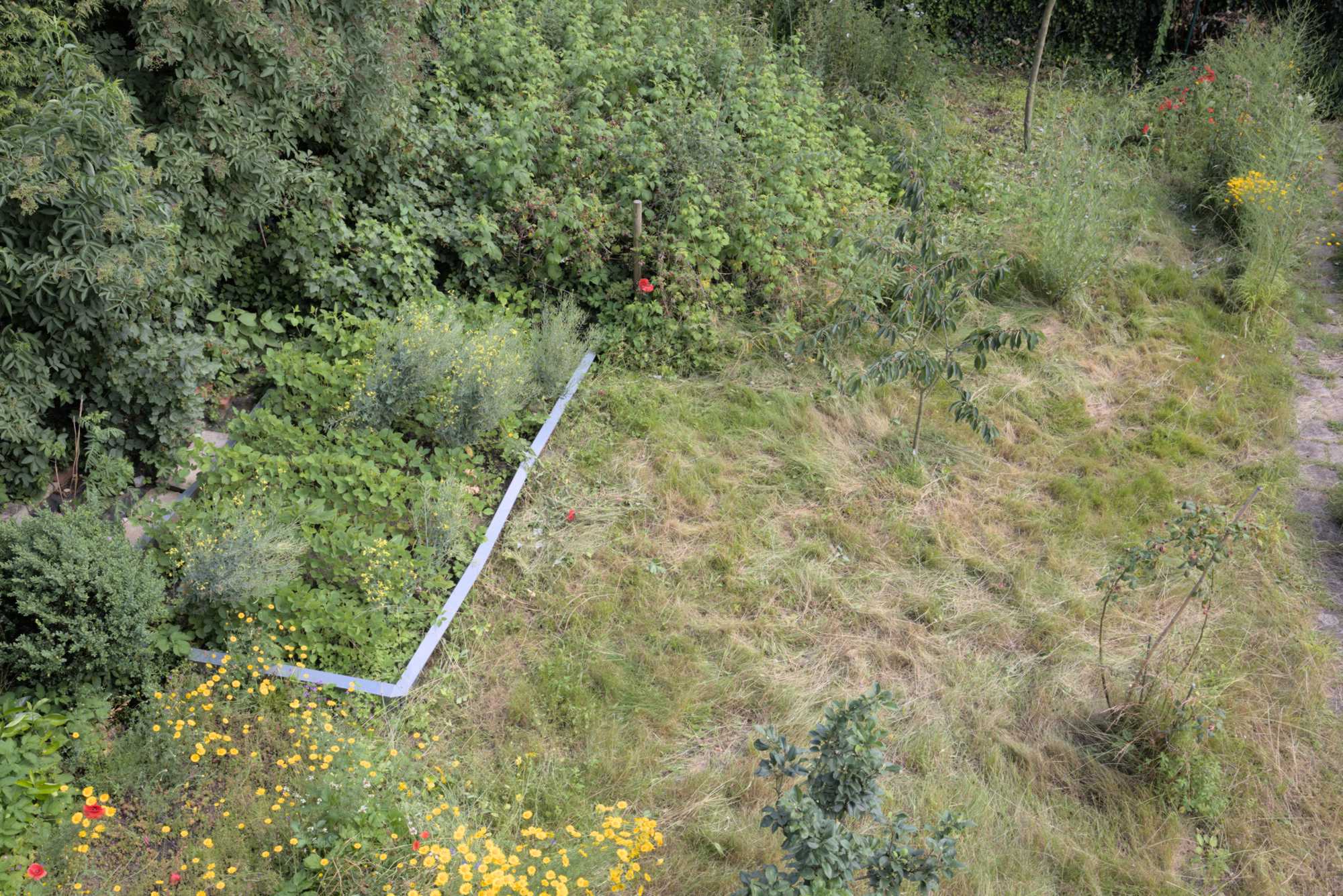 Lokation: Deutschland | Nordrhein-Westfalen | Rheinisch-Bergischer Kreis | Bergisch Gladbach Kategorien: Nutzgarten, Datum: 26.06.2016