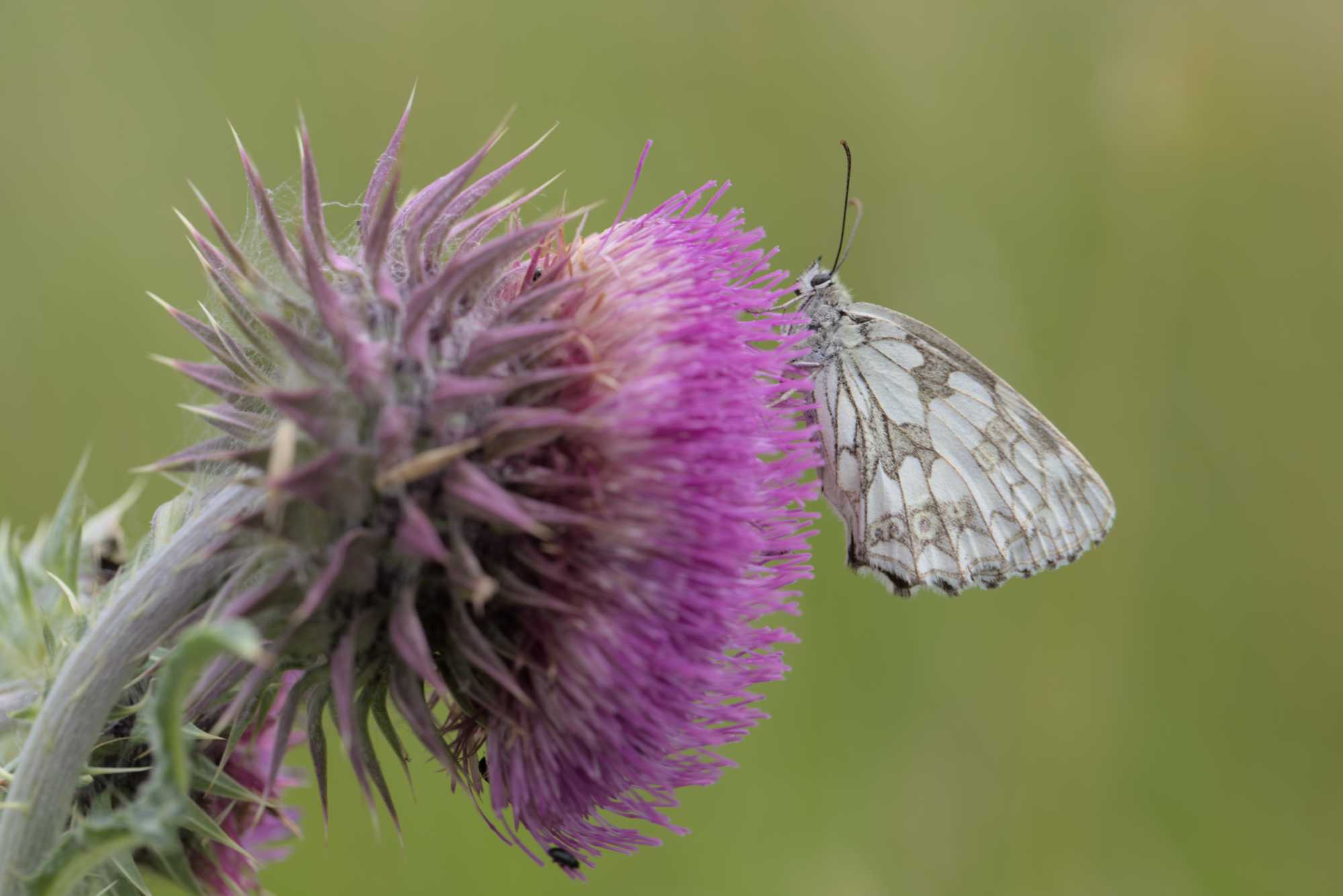 Lokation: Deutschland | Bayern | Landkreis Würzburg | Riedenheim Kategorien: Blüte, Datum: 02.07.2016