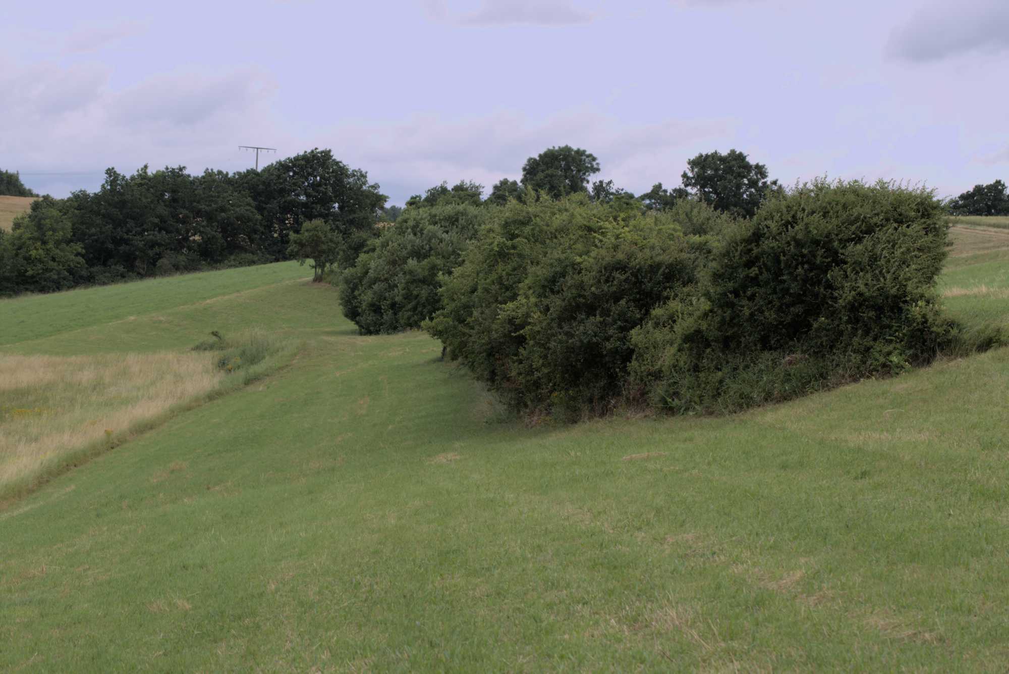 Lokation: Deutschland | Bayern | Landkreis Würzburg | Riedenheim Kategorien: Landwirtschaft, Datum: 02.07.2016